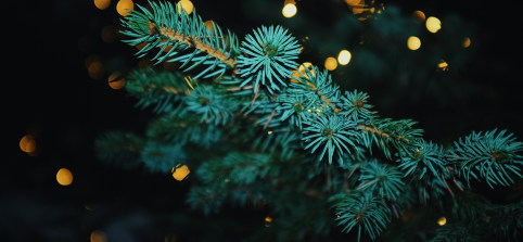 About Comeragh Landscaping Christmas Trees